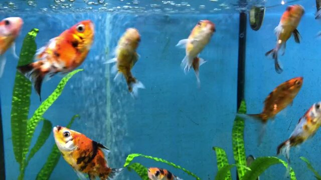 Goldfische, Shubunkin im Aquarium