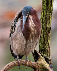 Green Heron Stock Photos.  Perched on a branch looking towards the ground, displaying blue feathers, body, beak, with a blur background in its environment and habitat. Image. Picture. Portrait.