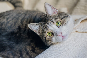 An adult tabby cat is lying on a light blanket. Selective focus, close-up. Cat day
