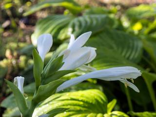 fresh hosta flower in the setting sun