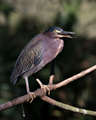 Green Heron Stock Photos.  Perched on a branch displaying blue feathers, body, open beak, head, eye, feet with a blur background in its environment and habitat. Image. Picture. Portrait.