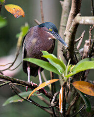 Green Heron stock photo.  Close-up profile view perched on a branch displaying blue feathers, beak, head, eye, feet with a blur background in its environment and habitat. Image. Portrait. Picture.