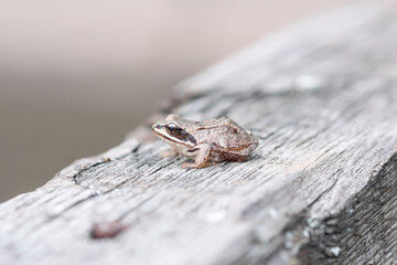 a small frog sits on the Board