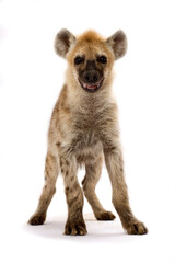 Obraz premium Spotted hyena (Crocuta crocuta)