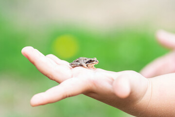 a child holds a small frog in his hands