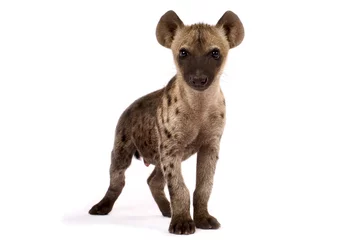 Fotobehang Hyena Spotted hyena (Crocuta crocuta)  © mgkuijpers