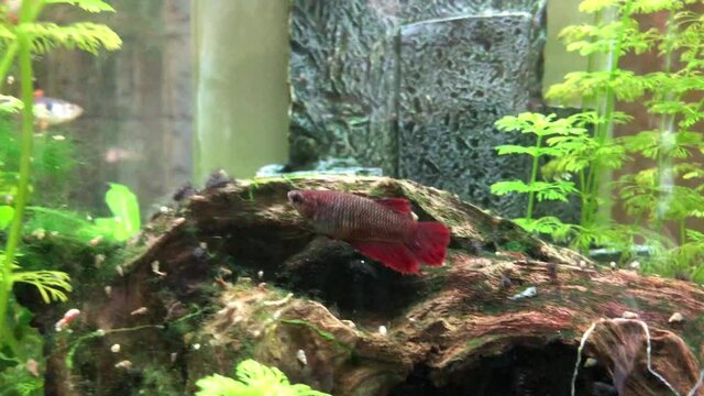 Kampffisch im Aquarium