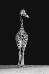 Vertical grayscale shot of a giraffe on a dark background