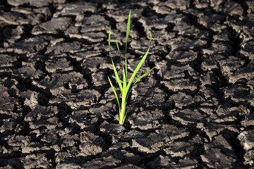Lonely green sprout in dry cracked ground. Green plant growing through cracks in the ground, nature fighting the heat. Drought, cracked ground. Symbol of weather and climate changes