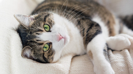 An adult tabby cat is lying on a light blanket. Selective focus, close-up. Cat day