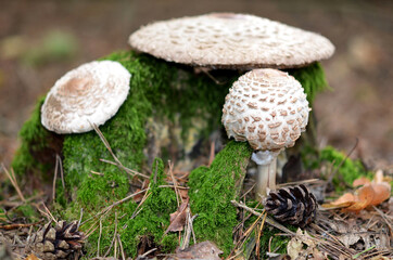 caps of macrolepiota mushrooms near the stump in the autumn forest