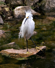 Snowy Egret Stock Photos. Close-up profile view standing on moss rocks with foliage background, displaying white feathers, beak, fluffy plumage, in its environment and habitat. Image. Portrait. 