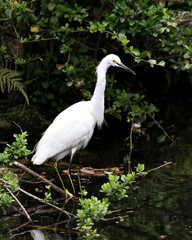 Snowy Egret  Stock Photos. Image. Portrait. Picture. Beautiful white fluffy feathers plumage. Standing in water. Foliage background and foreground. White colour.