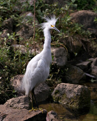 Snowy Egret Stock Photos. Image. Portrait. Picture. Beautiful white fluffy feathers plumage. Standing on moss rock. Foliage background. White colour.