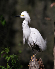 Snowy Egret Stock Photos.  close-up profile view perched on a stump with a blur background in its environment and surrounding. Picture. Image. Portrait.