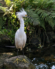 Snowy Egret Stock Photos.  Close-up profile view standing on moss rocks with foliage background, displaying white feathers, beak, fluffy plumage, in its environment and habitat. Image. Portrait. 