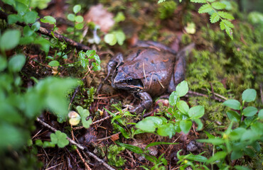 Moor frog.  An adult frog in the forest, among the green leaves.