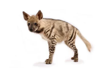 Fotobehang Hyena Striped hyena (Hyaena hyaena)  © mgkuijpers