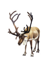 Watercolor deer standing forward on white background