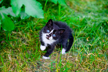 cat on grass