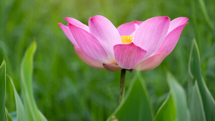 Obraz na płótnie Canvas Beautiful pink lotus flower in blooming.16:9 style