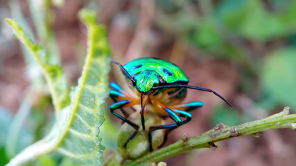 Chrysocoris stollii bug