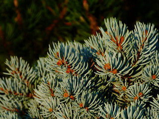 isolated silver Blue Spruce branch close up detail with selective focus. blurry background.  freshness concept. beauty in nature. soft background image with copy space.