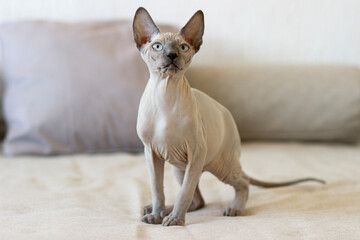 Sphynx cat is in interesting position in his house.