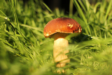 White mushroom in the grass. The mushroom is illuminated by the sun. Nature