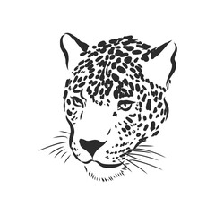 Jaguar. Hand drawn sketch illustration isolated on white background, Jaguar animal, vector sketch illustration