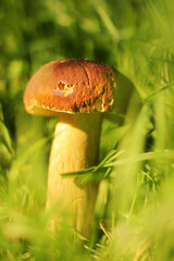 White mushroom in the grass. The mushroom is illuminated by the sun. Nature