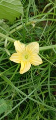 yellow flower with dew drops