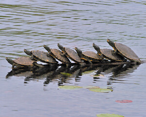 A row of Map Turtles rest on a piece of wood - Ontario
