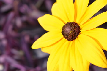 yellow flower on a purple background