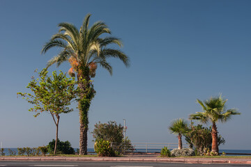 Fototapeta premium Palm trees with green leaves stand against the sky