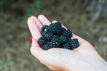 Close up shot of a handful of wild blackberries on a woman's hands.