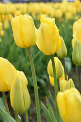 Obraz premium yellow tulips in the garden