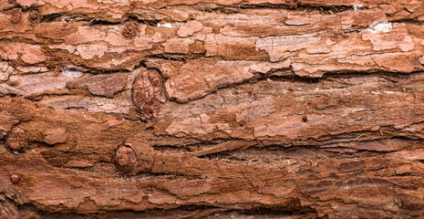 Tree bark texture close up