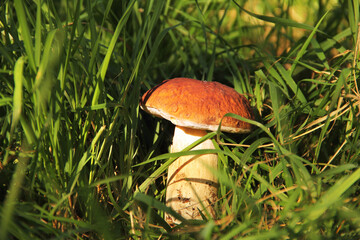 White mushroom in the grass. The mushroom is illuminated by the sun. Nature