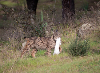 A female Iberian lynx walking with her recently hunted white rabbit in the Sierra de Andújar