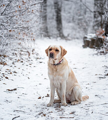 Nice labrador dog in the forest in winter