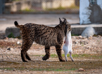 Iberian lynx carrying its prey in its mouth