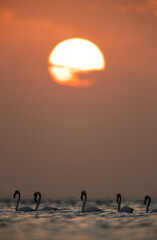 Greater Flamingos and the morning sunrise at Asker coast, Bahrain