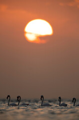 Fototapeta premium Greater Flamingos and the morning sunrise at Asker coast, Bahrain