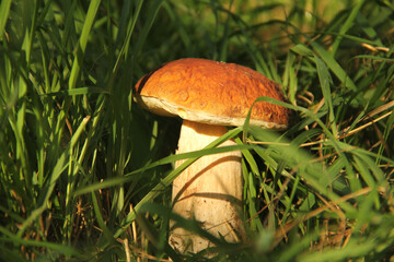 White mushroom in the grass. The mushroom is illuminated by the sun. Nature