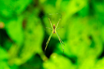 spider web insect nepal