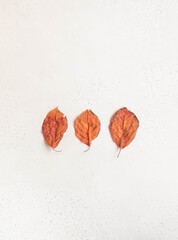 Minimalistic composition of three red autumn leaves of imperfect shape on a white textured background. Top view. copy space