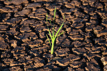 Lonely green sprout in dry cracked ground. Green plant growing through cracks in the ground, nature...
