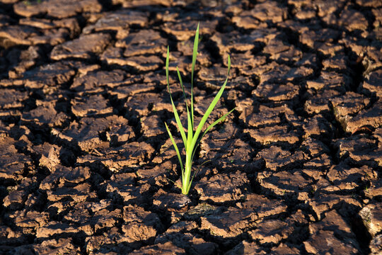 Lonely green sprout in dry cracked ground. Green plant growing through cracks in the ground, nature fighting the heat. Drought, cracked ground. Symbol of weather and climate changes
