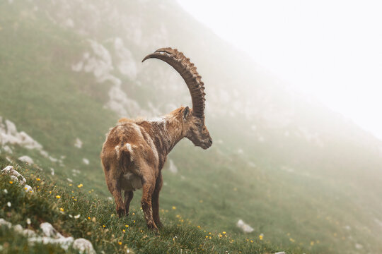 Ibex